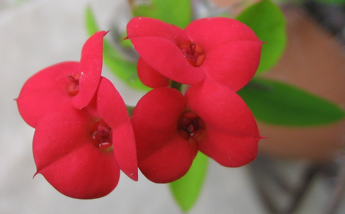 Euphorbia milii
